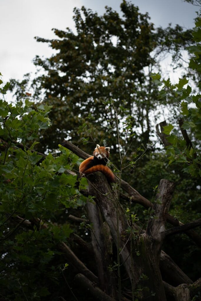A red panda rests on a tree trunk surrounded by lush foliage at a zoo in the Netherlands.