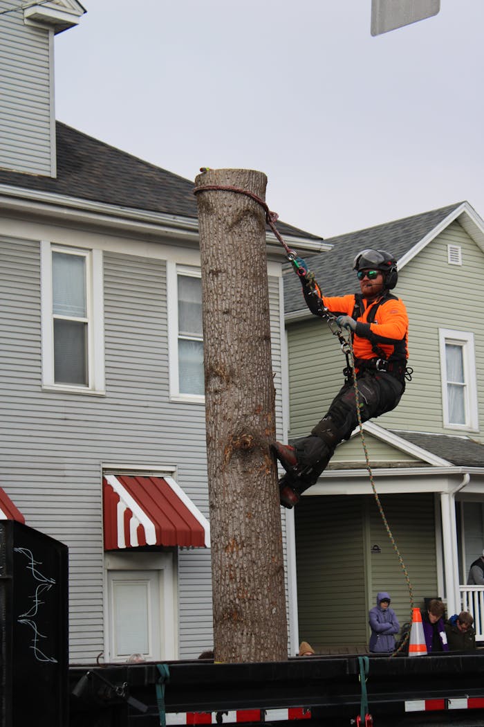 Professional arborist climbs tree during holiday parade in Lancaster, Ohio.