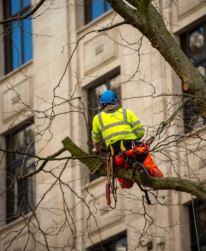 An arborist in a safety vest and helmet works on tree branches in Birmingham, UK.